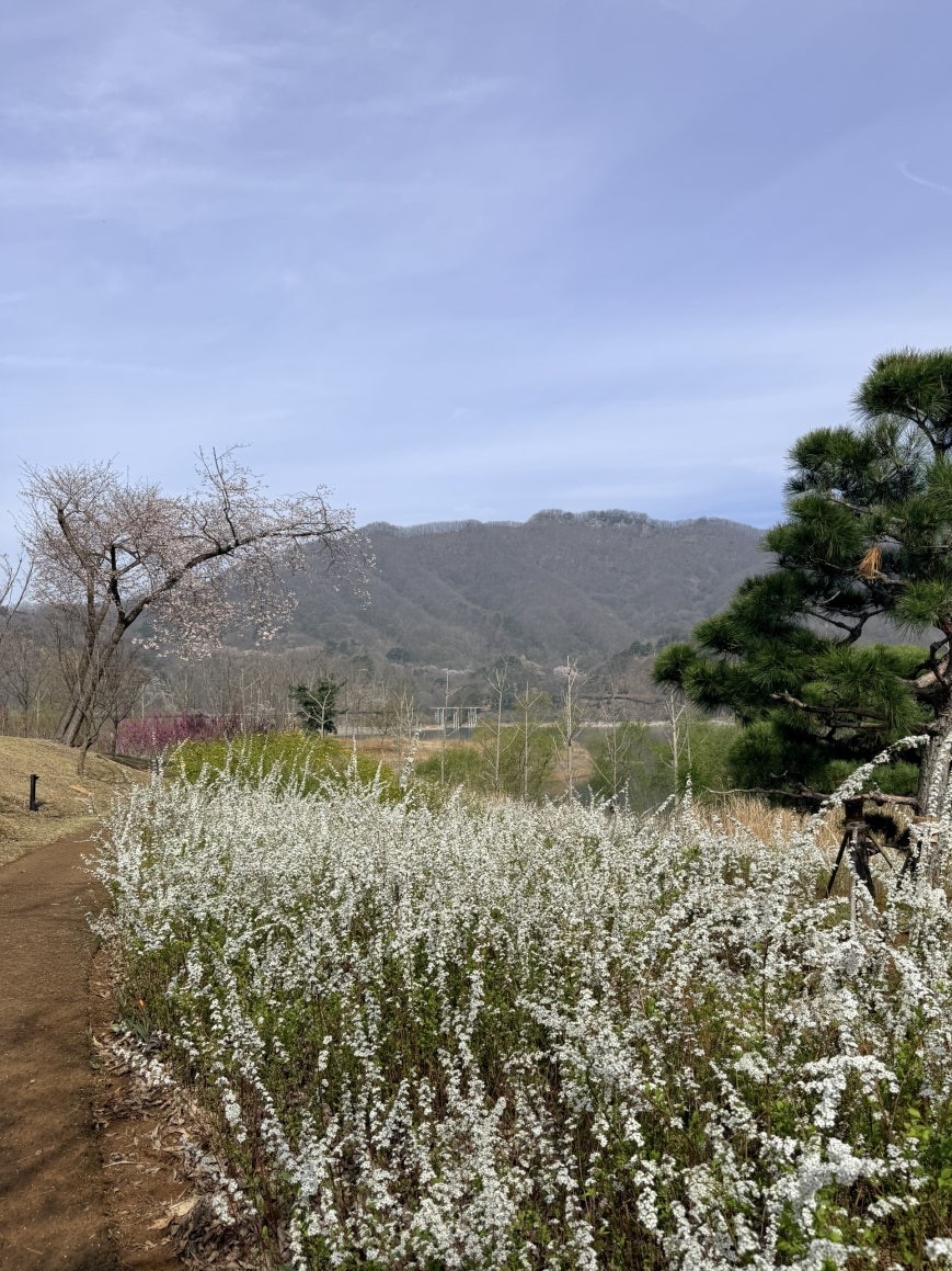 Dense white flowering shrubs lining a dirt trail on Bungeo Island, a cherry blossom tree with pale pink blooms at left, a pine tree at right, mountain ridgeline in the background