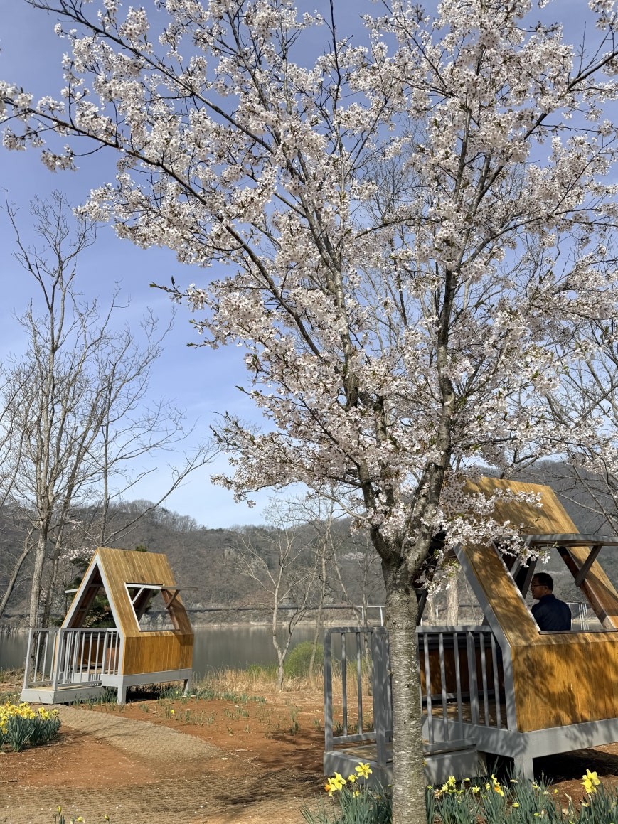 Two small A-frame wooden rest shelters beside a lakeside path under a full cherry blossom tree in bloom, yellow daffodils growing at ground level, Okjeongho Lake in the background