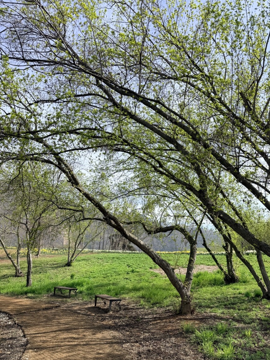 Wooded park path on Bungeo Island with arching spring trees overhead, a clearing of fresh green grass, and two small wooden benches in the shade