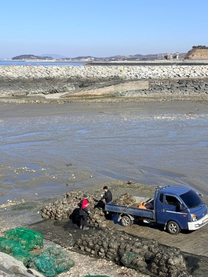 Two workers loading sacked oysters onto a blue flatbed truck on a tidal mudflat at low tide, with green fishing nets in the foreground and a stone seawall with a wind turbine visible in the background