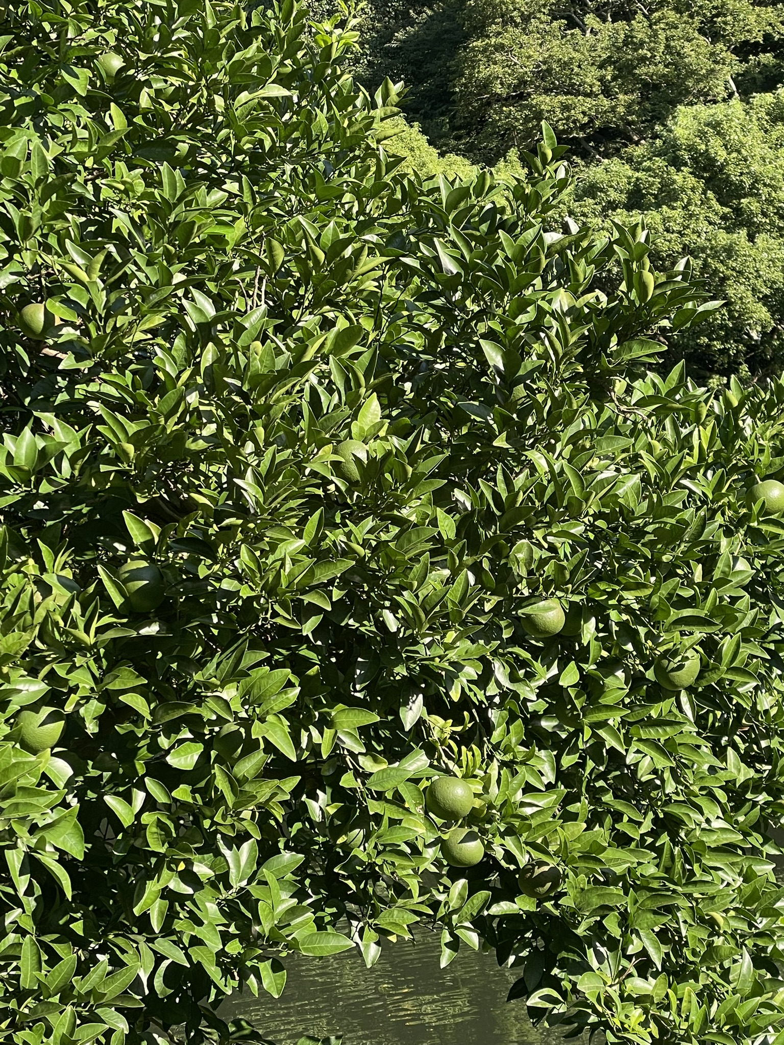 Dense canopy of Jeju mandarin (감귤, gamgyul) trees heavy with small round green unripe fruits, glossy dark leaves filling the frame, further rows of citrus groves receding up a hillside behind